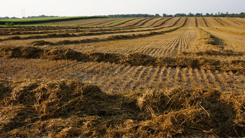 rows of hay in a large open field
