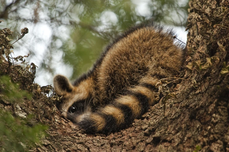 a rac in a tree has fallen his head on the limb