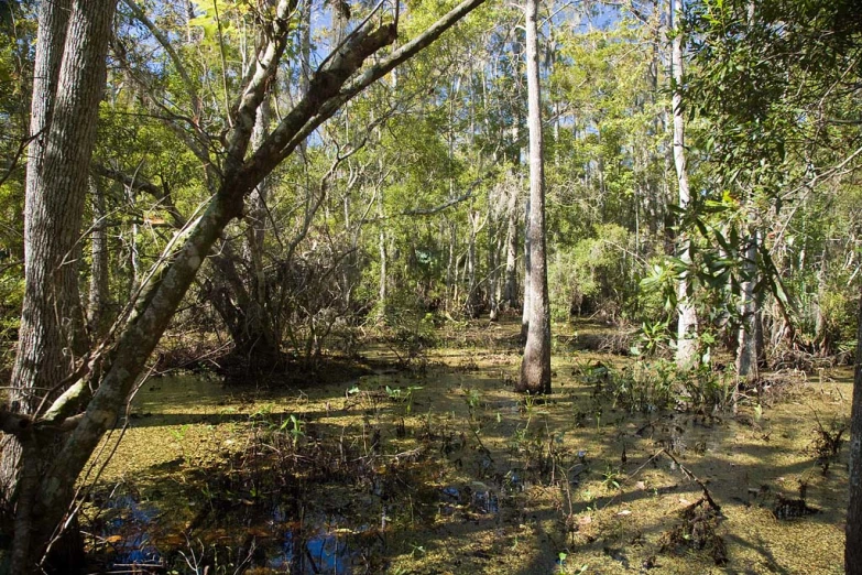 a river is surrounded by a tree and foliage