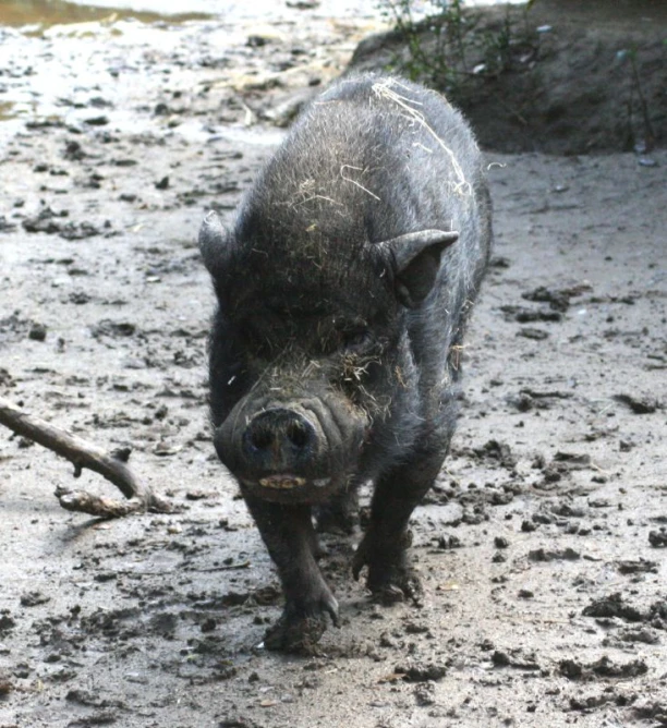 small, black boar standing on top of mud covered ground