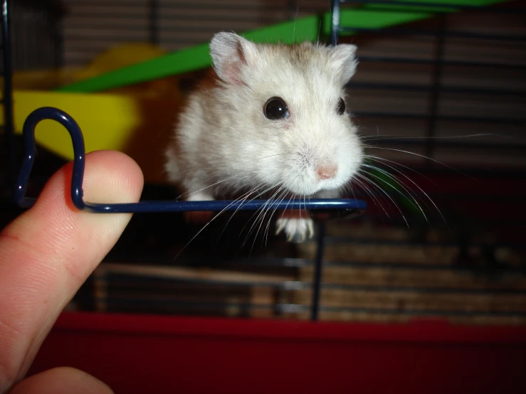 a white and black mouse is peeking its head in a cage