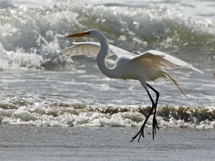 a white bird standing on top of a sandy beach