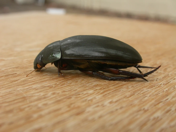 the black bug has two antennae on its head