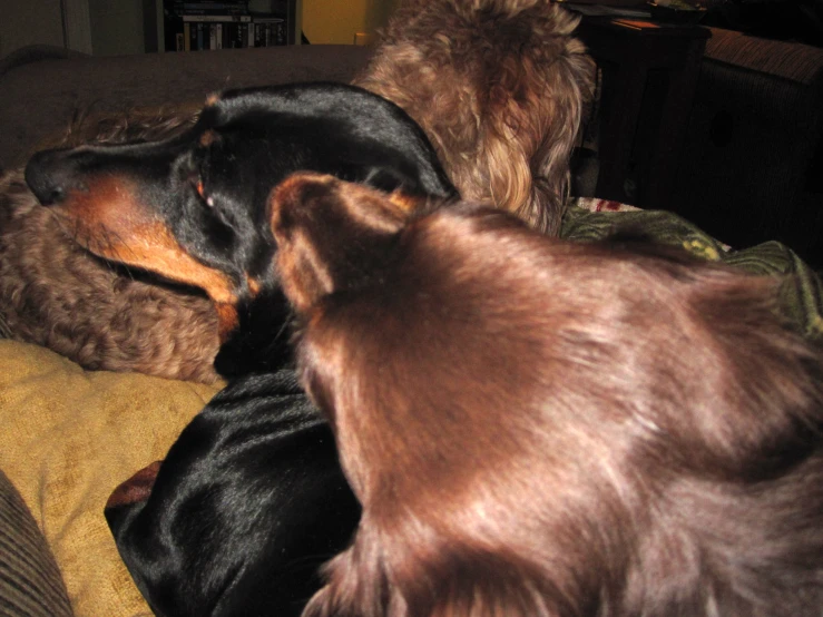 a dog and another animal laying next to each other