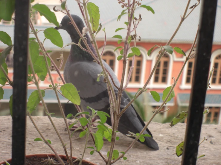 a gray bird sits on top of a plant