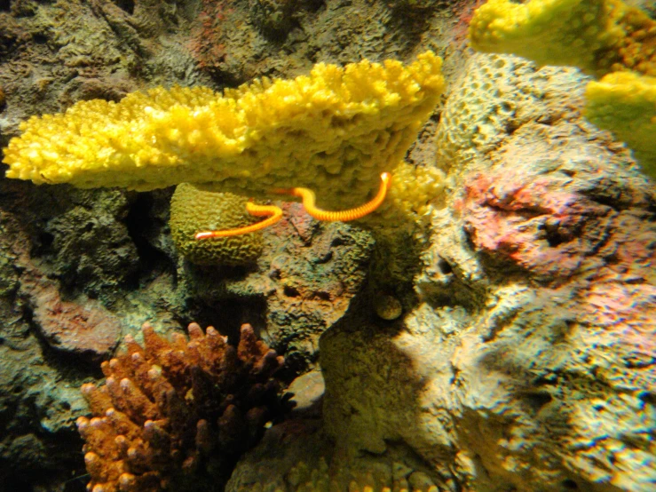 an orange and yellow seahorse on reef coral