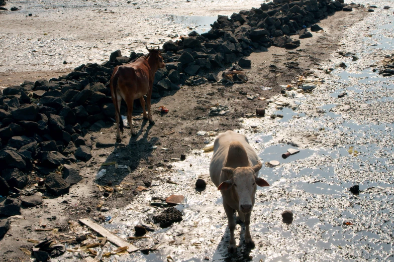 a cow and a bull walking down the dirt and rocks path