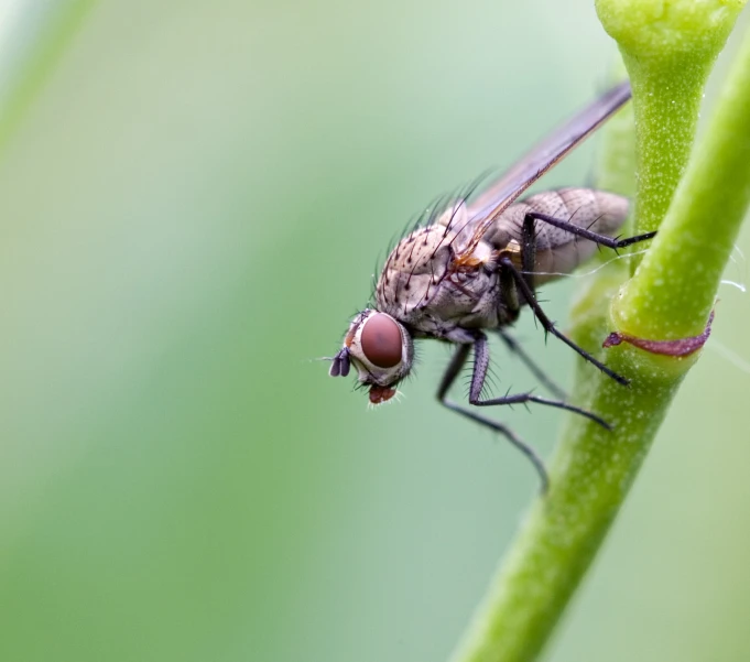 a couple of flies on the tip of a leaf