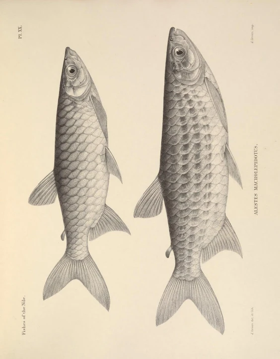 a large and a small fish are drawn