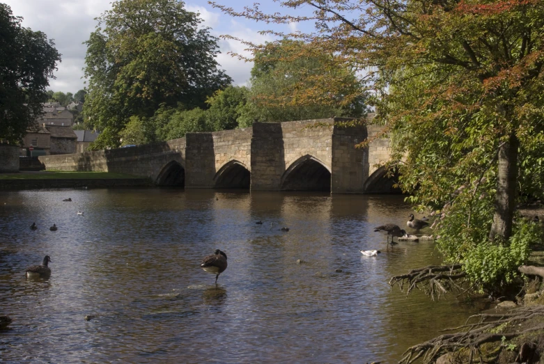 there are swans swimming in the water next to a stone bridge