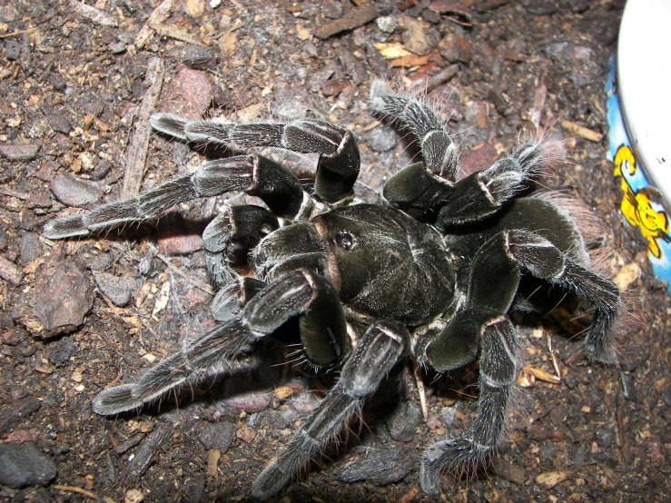 a close up of a dead looking spider on the ground