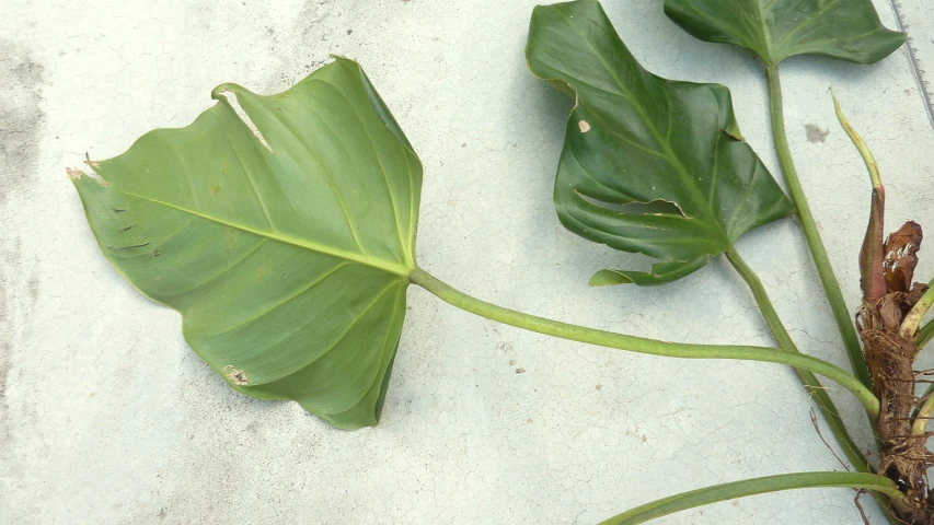 large plant leaves on a grey surface with s