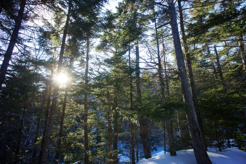 a forest has the sun shining through the tall trees