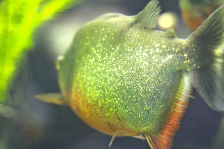 a close up of some pretty fish swimming in an aquarium