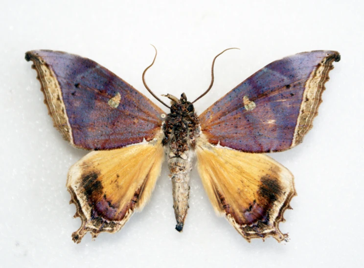 a large brown moth sitting on top of a white surface