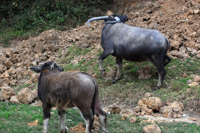 a big and little ox standing next to each other