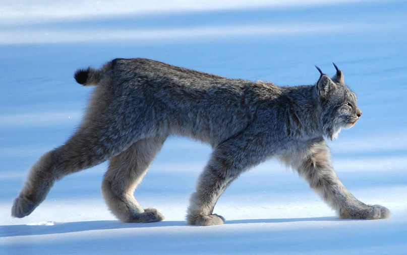 a close up of a animal walking in the snow