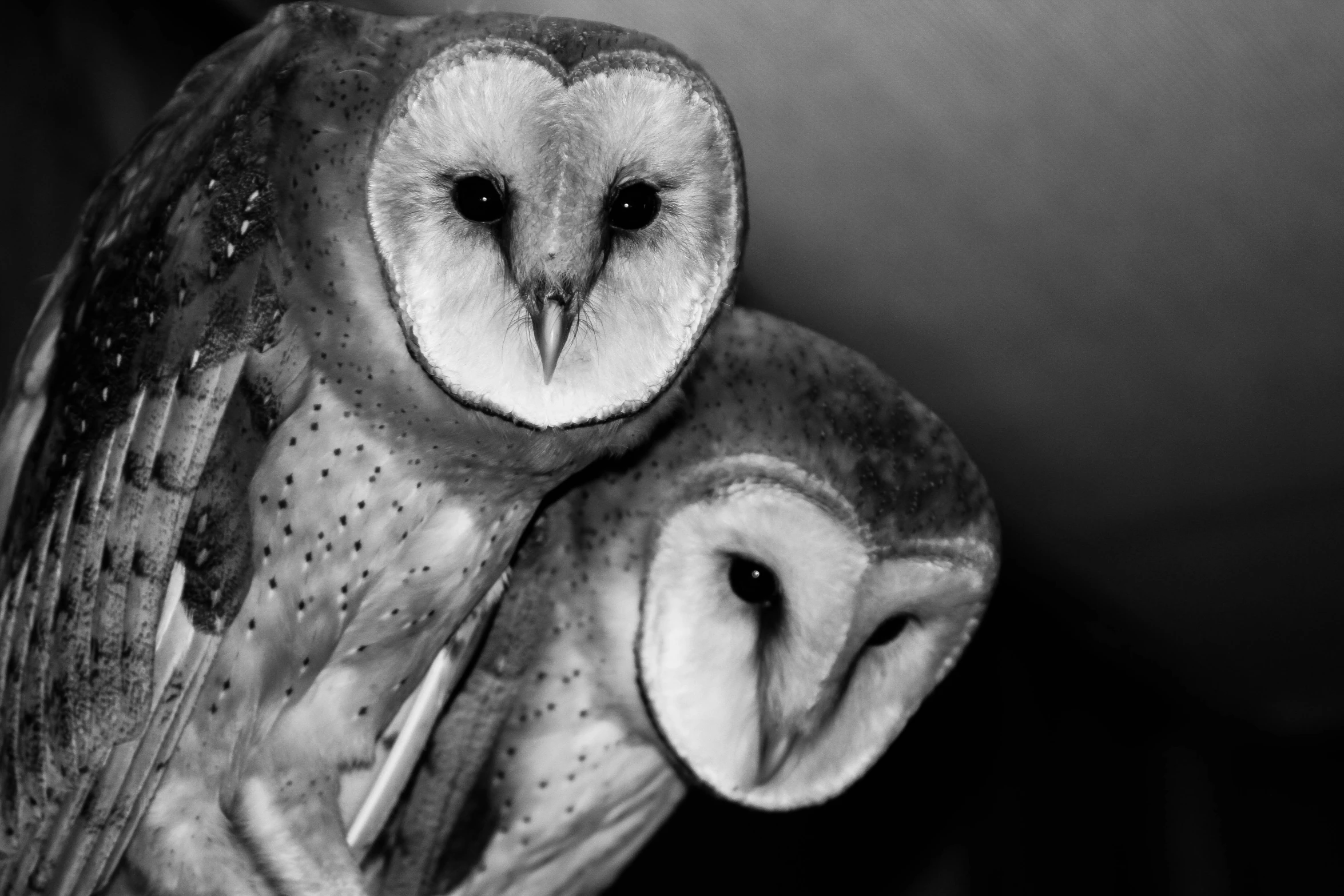 a barn owl with its owl companion in black and white