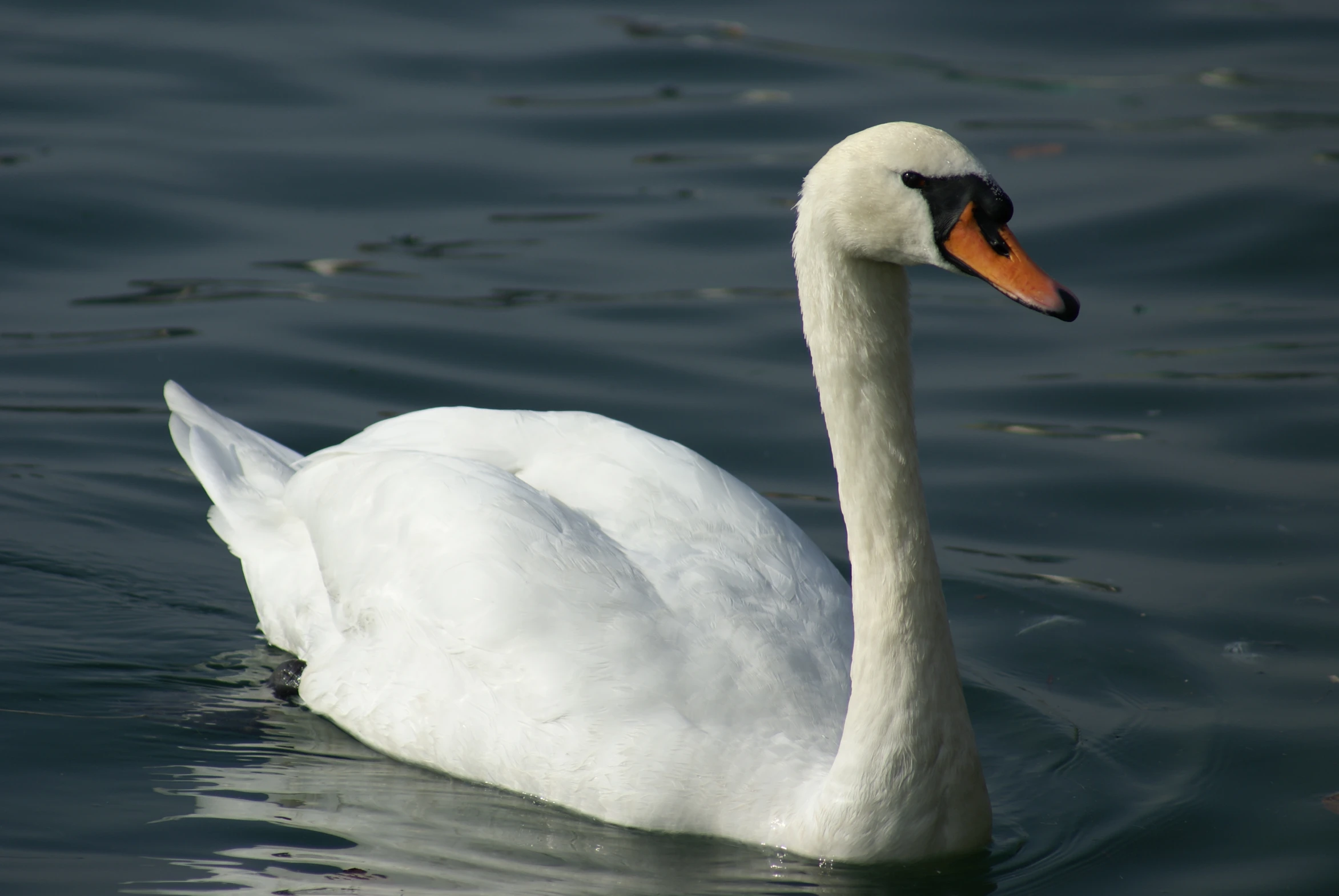 the white swan is in the water with its neck extended