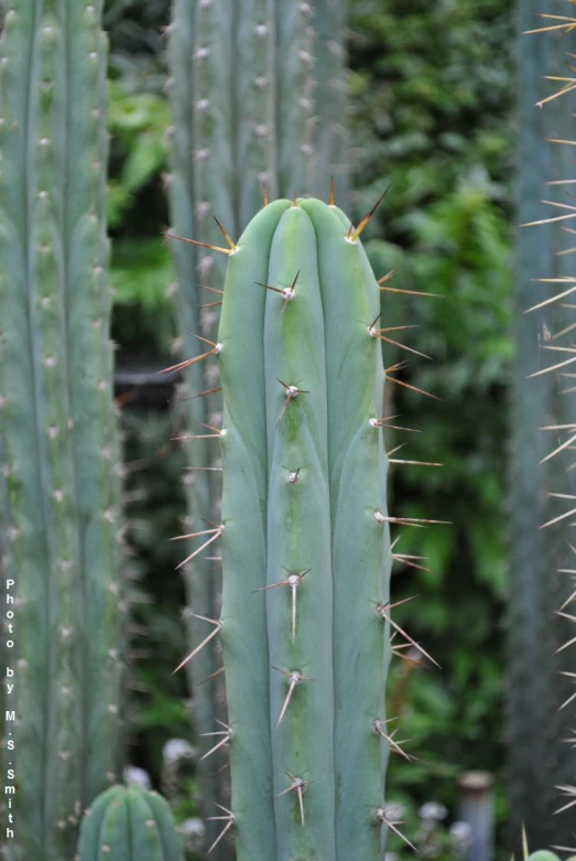 several green cactus plants and some brown flowers