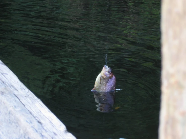 a fish that is hanging out of the water