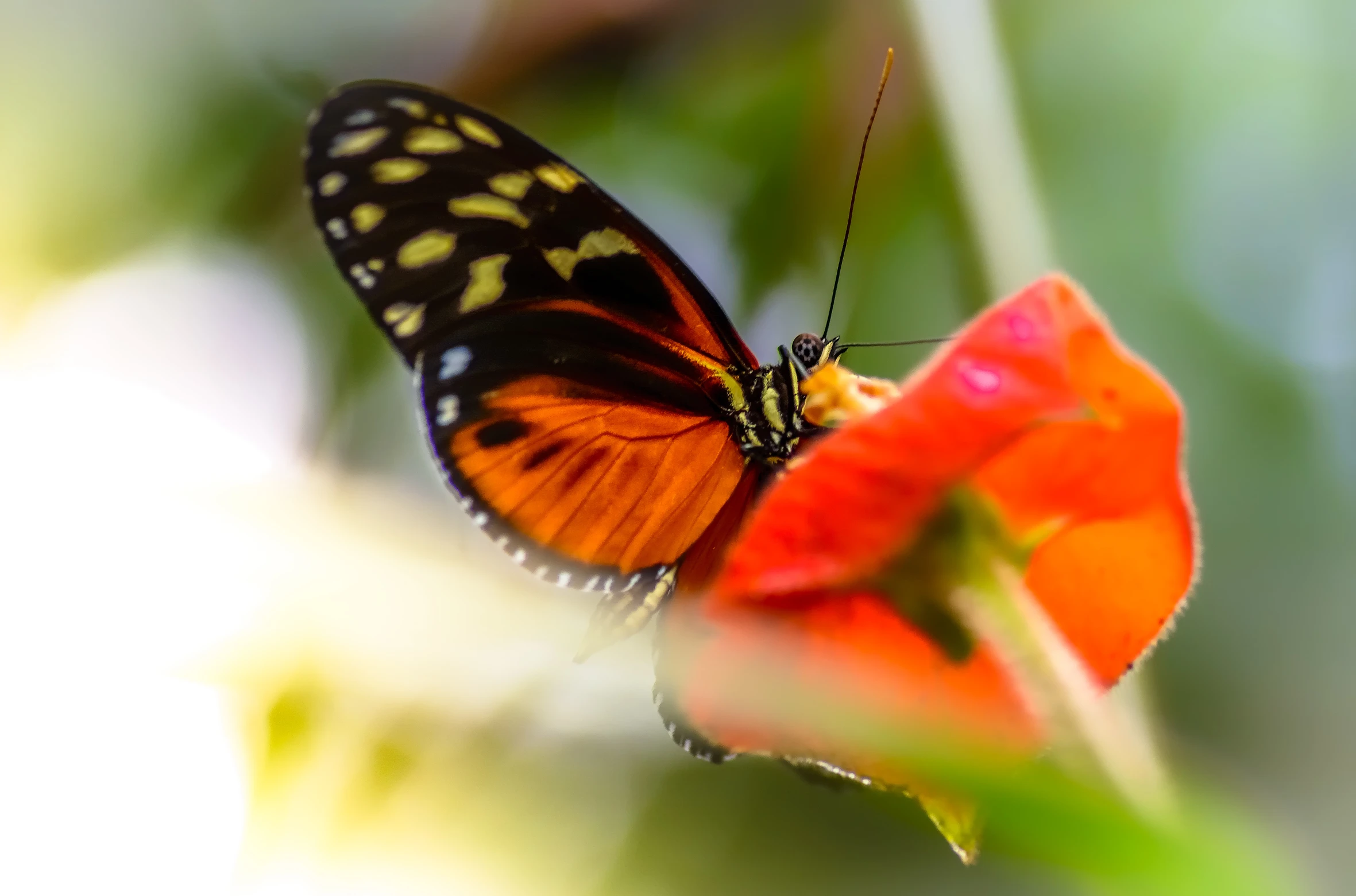 a colorful erfly on top of a red flower