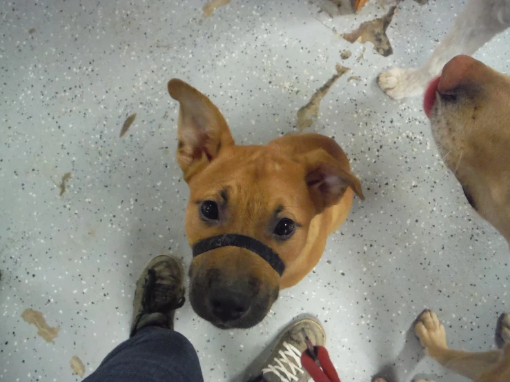 a dog looks up at the camera on a floor