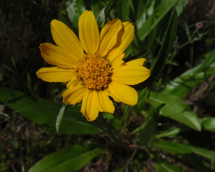 a large yellow flower with green leaves on a field