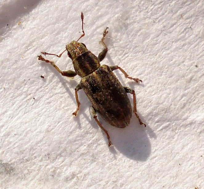 the bed bug is standing in the white snow