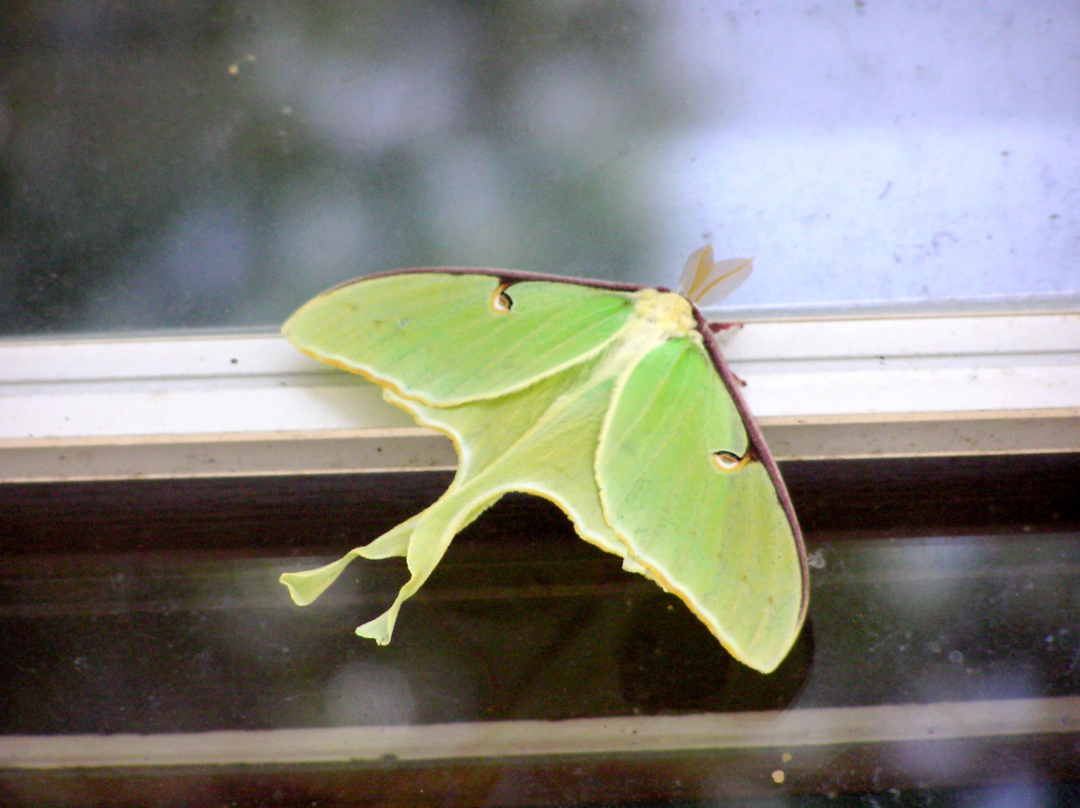 the yellow and black moth is hanging on the window