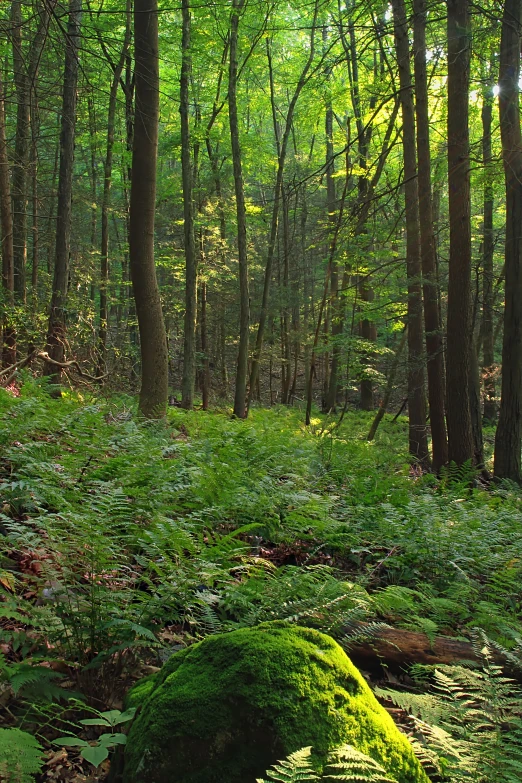 a large grassy field in the woods