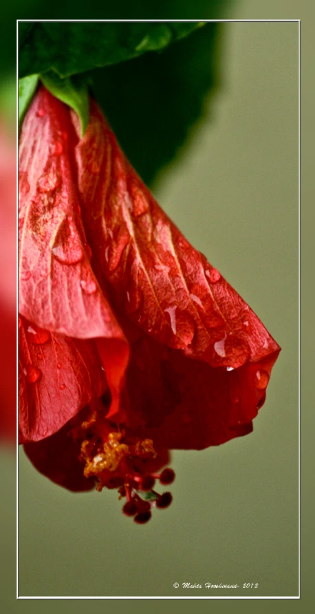 a red flower with water droplets on it