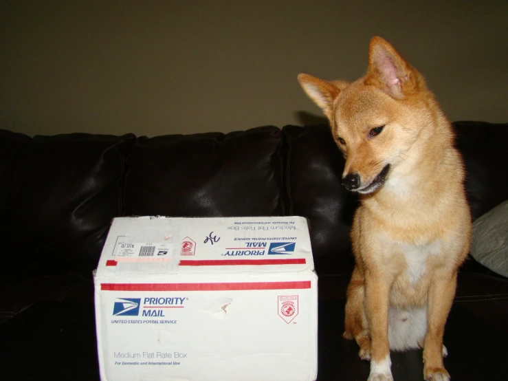 an adorable little dog sitting on the couch looking at a box