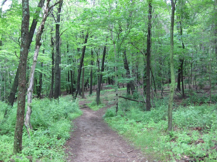 a dirt path in the middle of a forest