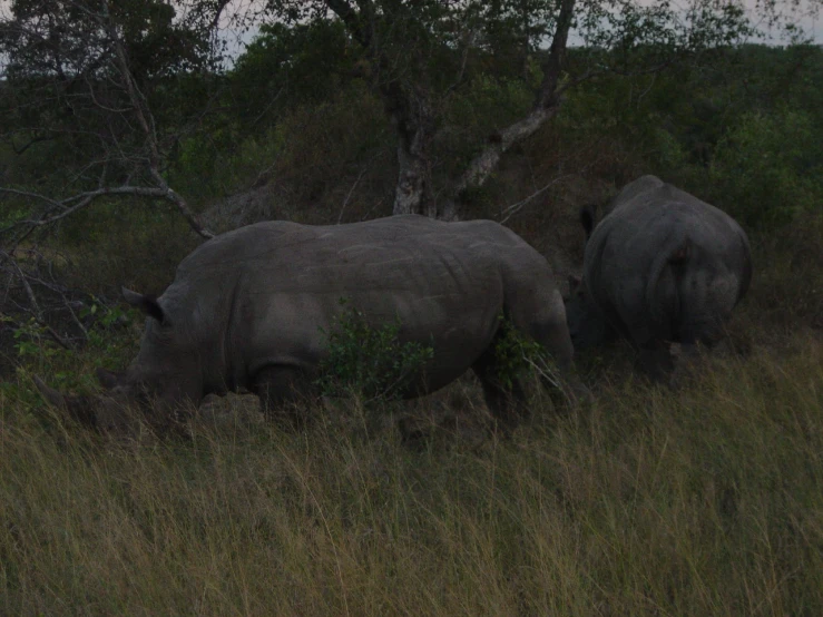 two rhinos are grazing in the wilderness