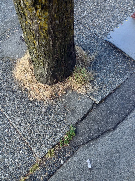 a broken fire hydrant on the sidewalk near a tree