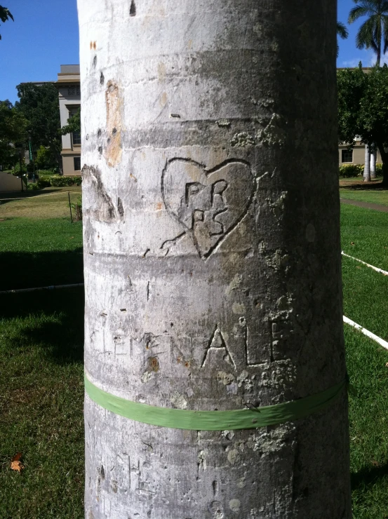 this is the trunk of a tree with drawings on it