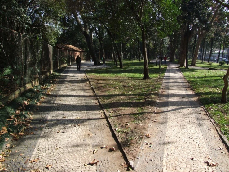 the trees line a pathway between two streets