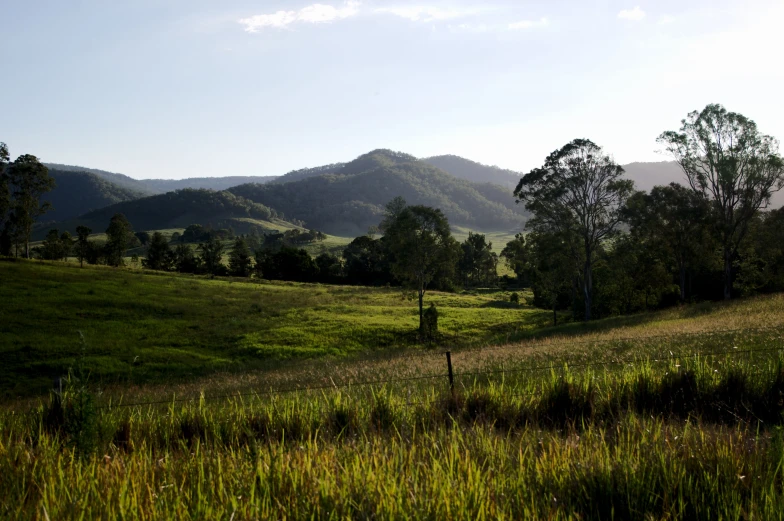 a grassy field and forested mountains are in the background