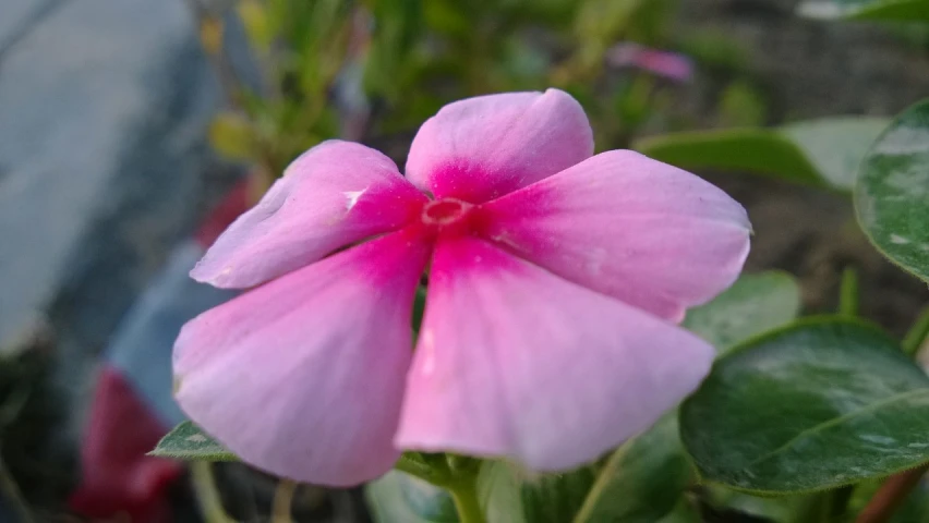 the pink flowers are on the large green leaves