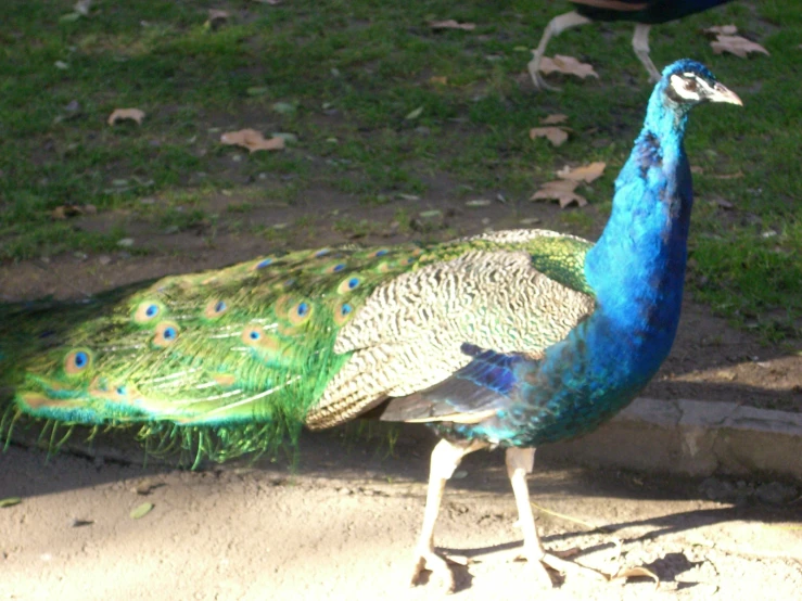 a peacock displaying its feathers in the sun