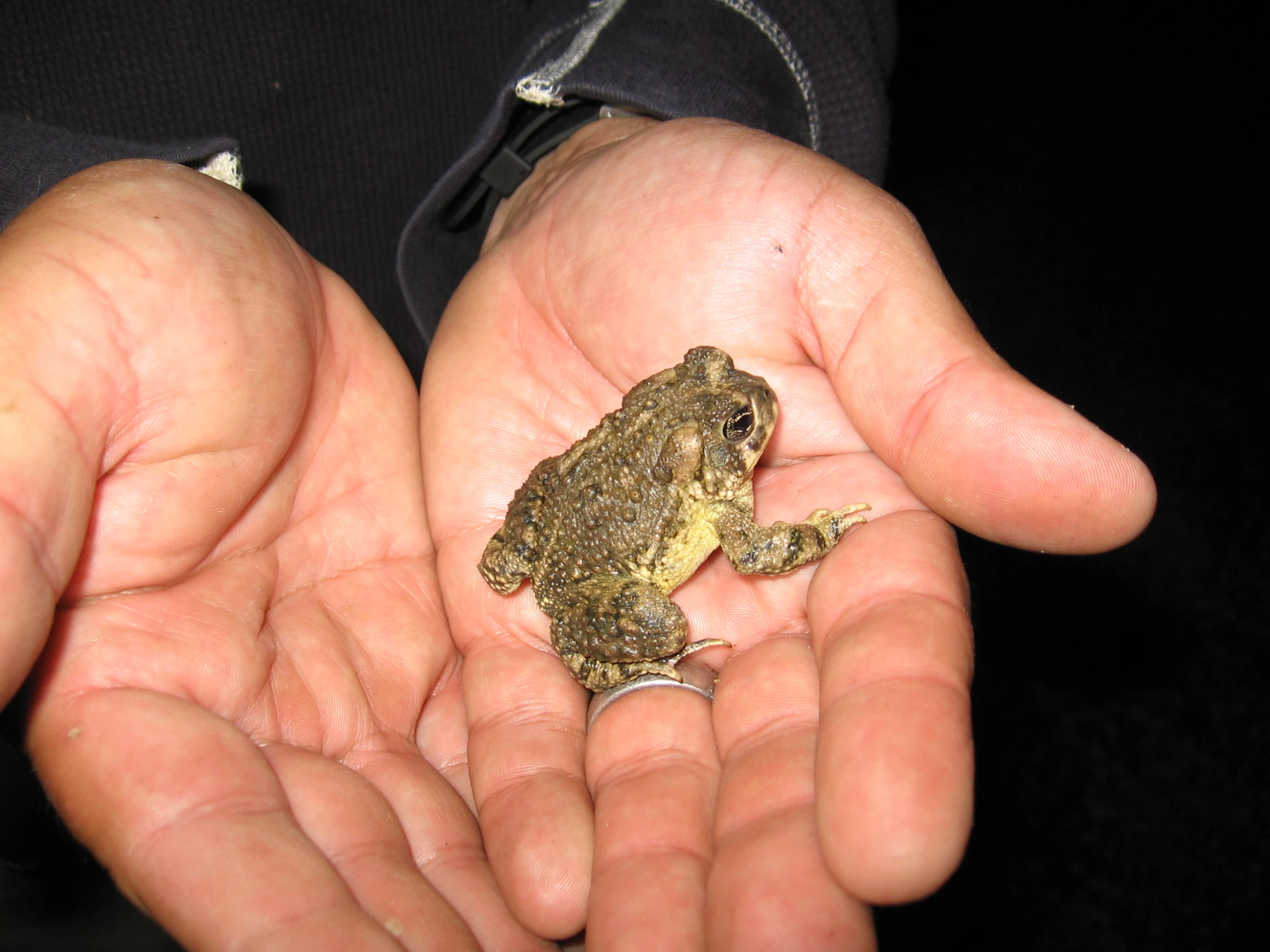 a small brown and white frog being held in two hands