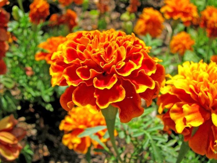 a bunch of very pretty orange flowers