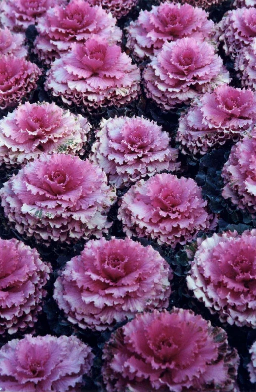 a large field filled with lots of purple flowers