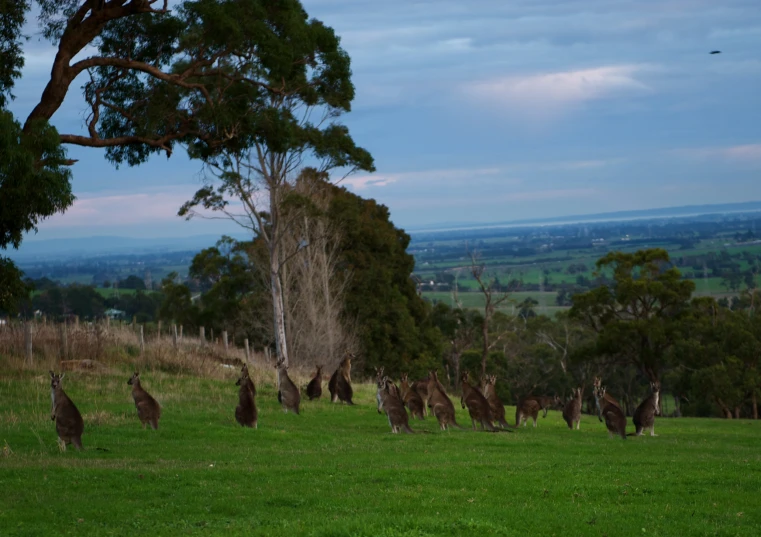 a large flock of kangaroos are in the grass