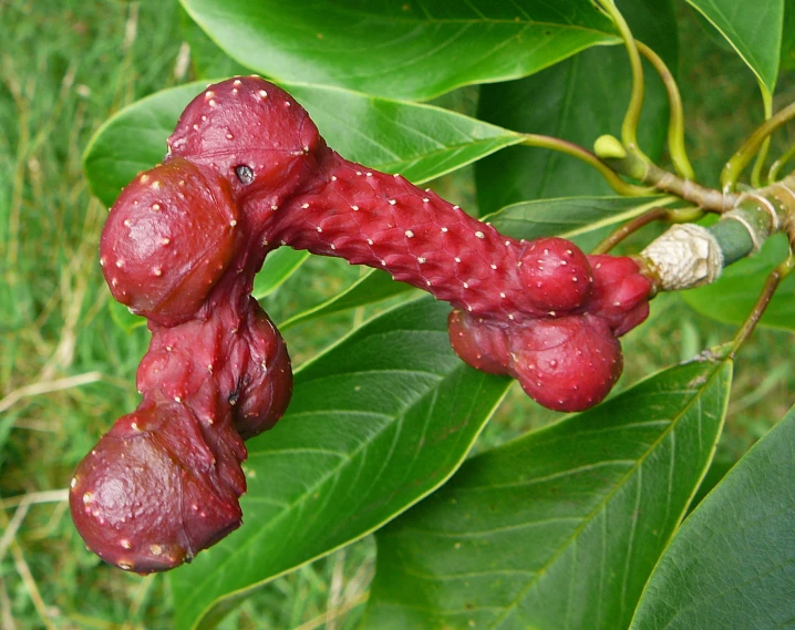 a close up image of some red pods on a green leaf