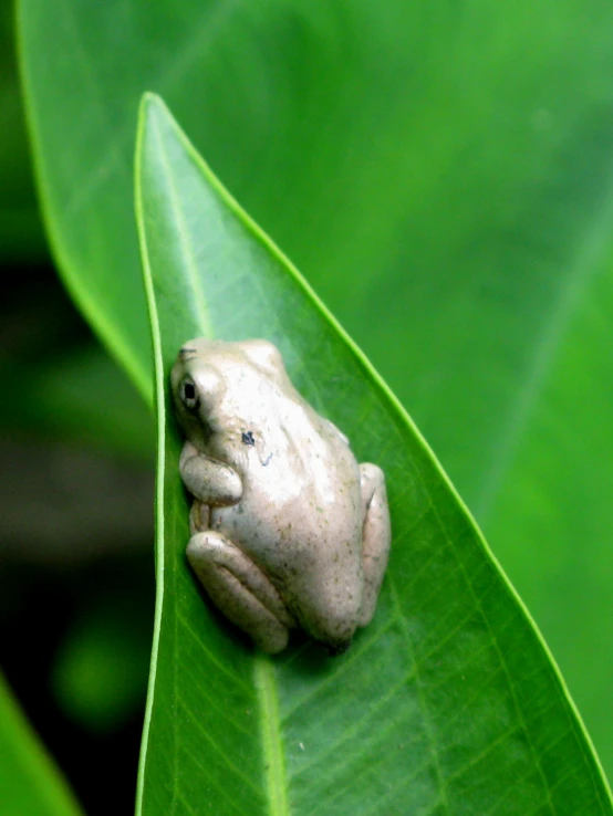 a frog with its head on top of a green leaf