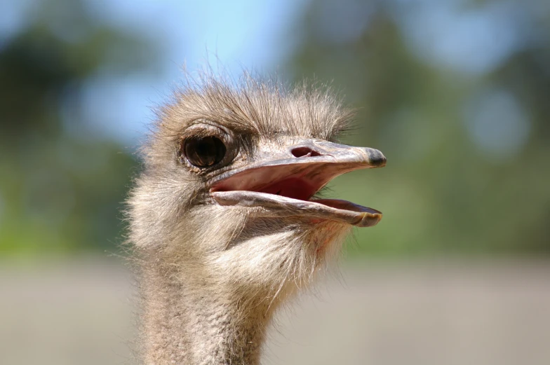 an emu has his mouth open wide to make a face