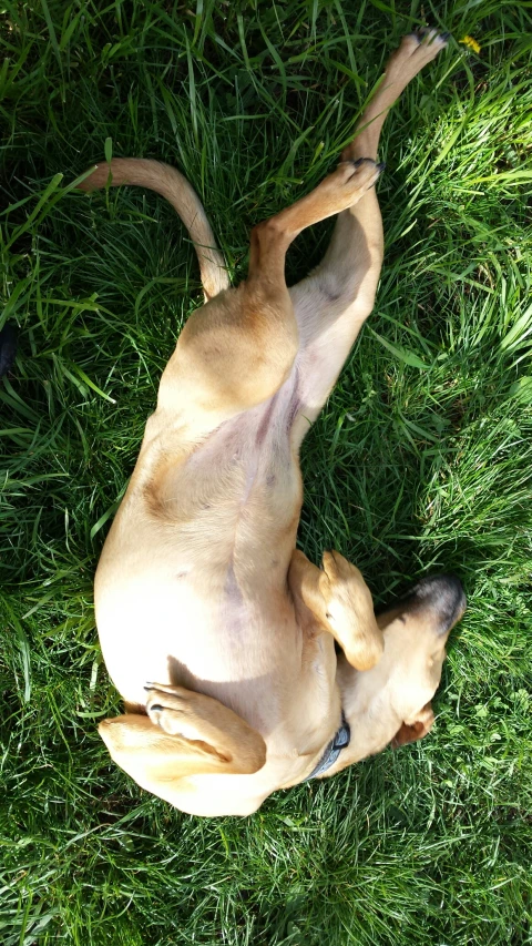 a dog that is laying down in the grass
