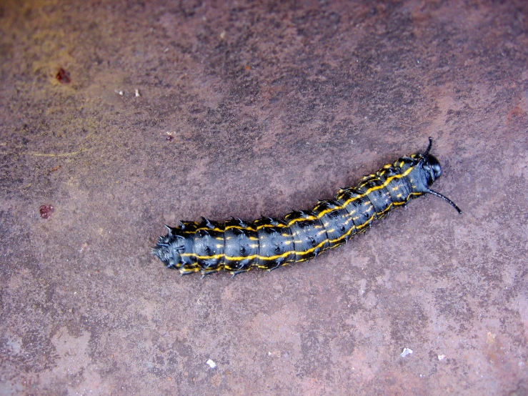 a small insect walking across a pavement next to a wall